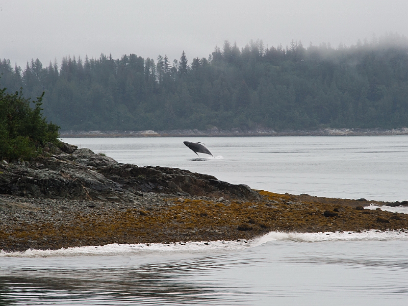 Alaska Wildlife-9.JPG